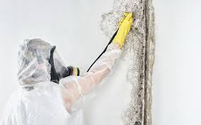 Mold Removal for HVAC Installations in Ellisburg, NJ